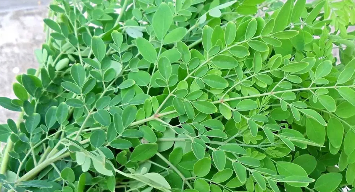 మధుమేహం వ్యాధి నియంత్రణ కోల్పోయినట్లు అనిపిస్తోందా…వ్యాధి తీవ్రతను తగ్గించే అద్భుత ఔషధం!