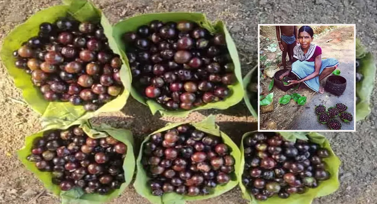 వేసవిలో అరుదుగా దొరికే మొర్రి పండ్ల ఆరోగ్య రహస్యాలు తెలిస్తే ఆశ్చర్య పోవాల్సింది!