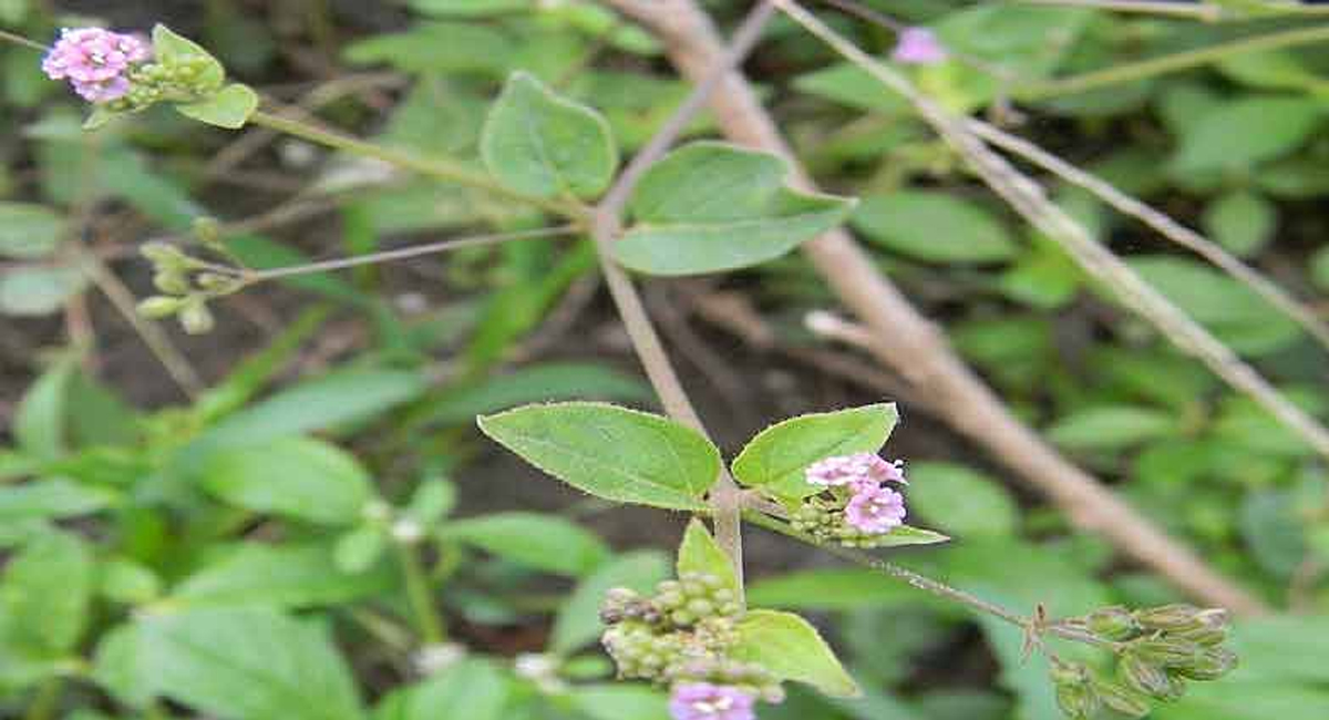 ఆయుర్వేద చిట్కాలతో కిడ్నీ సమస్యలకు చెక్ పెట్టవచ్చు… ఎలాగో తెలుసా?