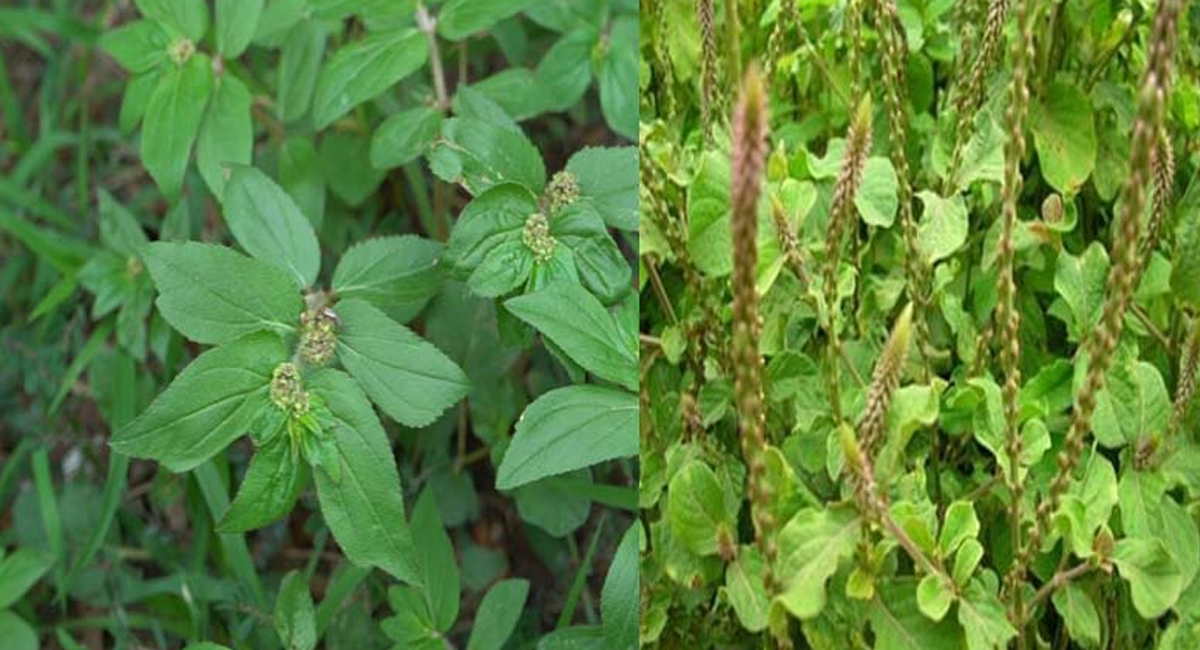 ఉత్తరేణి ఆరోగ్య ప్రయోజనాల గురించి తెలిస్తే షాకవ్వాల్సిందే.. ఏకంగా ఇన్ని లాభాలున్నాయా?