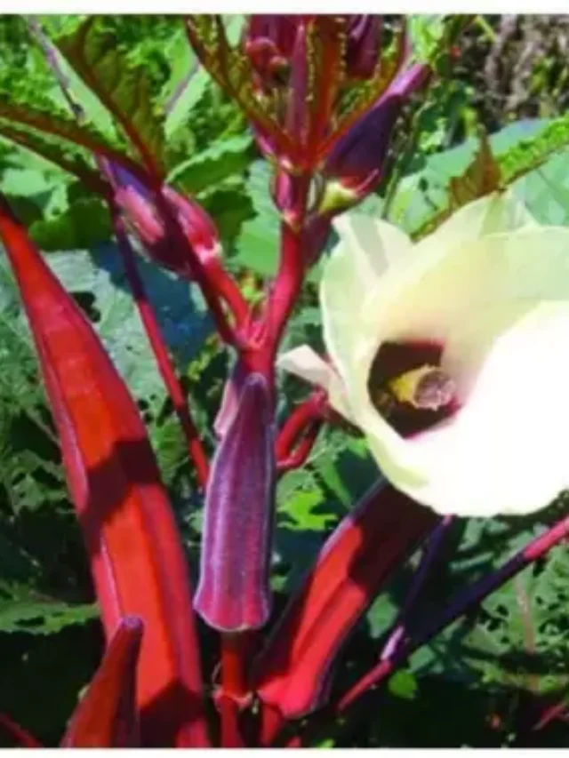 కాశీ బెండకాయతో డయాబెటిస్,రక్తపోటు వంటి వ్యాధులకు చెక్ పెట్టవచ్చు ఎలాగంటే?