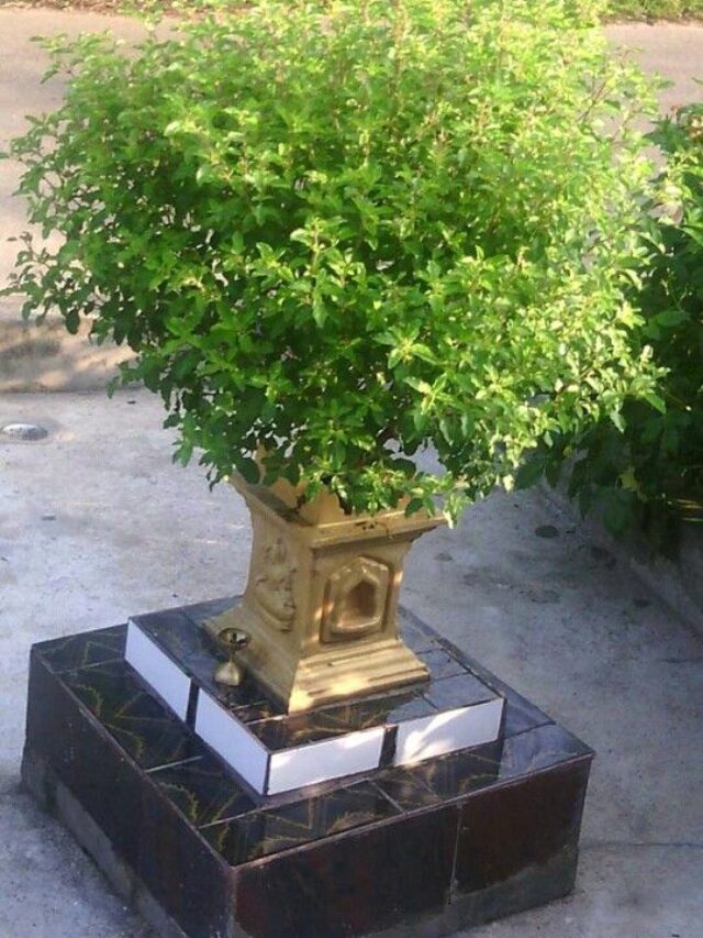 తులసి మొక్కను ఈ దిక్కులో ఉంచి ఈ విధంగా పూజ చేస్తే లక్ష్మీదేవి అనుగ్రహం లభిస్తుంది..?