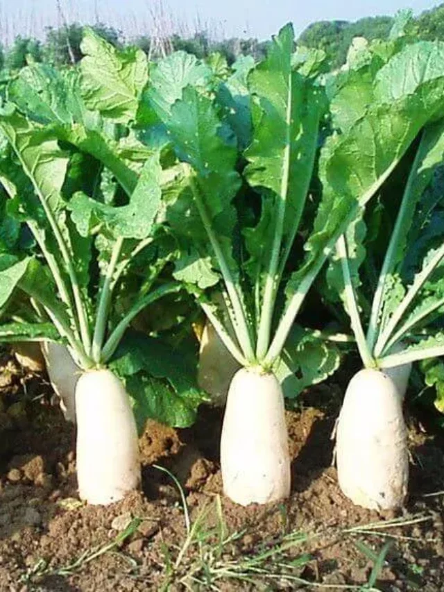 ముల్లంగిని ప్రతిరోజు ఆహారంలో తీసుకుంటే ఎలాంటి ప్రయోజనాలు కలుగుతాయో తెలుసా?