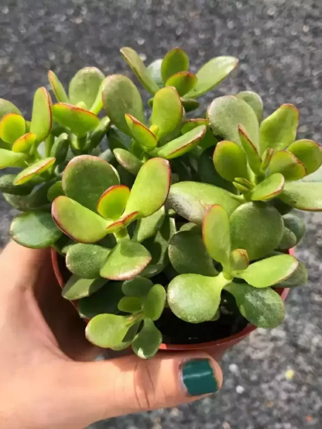 మోహిని మొక్కను ఇంట్లో పెంచుకోవడం వల్ల ఎలాంటి పరిణామాలు తలెత్తుతాయో తెలుసా?