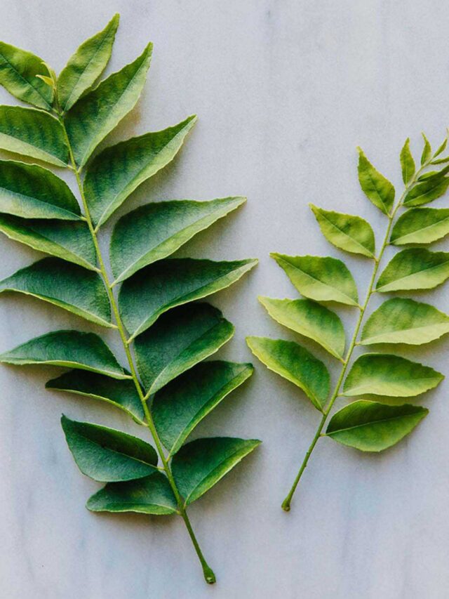 కరివేపాకు కషాయంలో ఆశ్చర్యపరిచే ఆరోగ్య ప్రయోజనాలు? ఇలా చేస్తే మీ సొంతం!