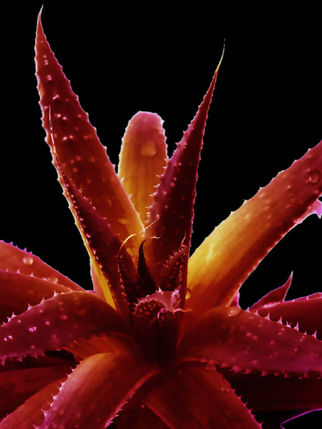 ఎర్ర కలబంద గుజ్జుతో ఇలా చేస్తే చర్మ సమస్యలకు చెక్ పెట్టవచ్చు..!