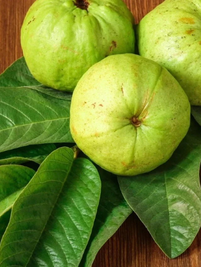 జామ ఆకులతో జుట్టు రాలడాన్ని అరికట్టవచ్చు! ఎలాగంటే?