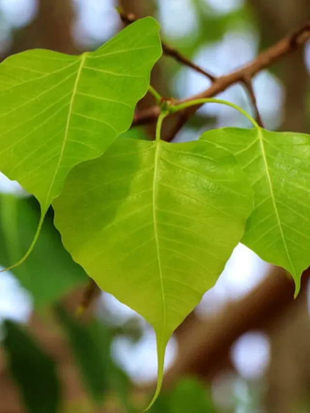 రావి చెట్టు ఆకులు,బెరడుతో ఇలా చేస్తే….శ్వాస సంబంధిత అన్ని వ్యాధులకు చెక్ పెట్టవచ్చు!