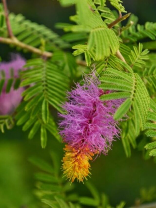  శని దోషం నుండి విముక్తి కలిగించే ఈ మొక్కను ఇంట్లో ఏ దిక్కున పెంచాలో తెలుసా..?
