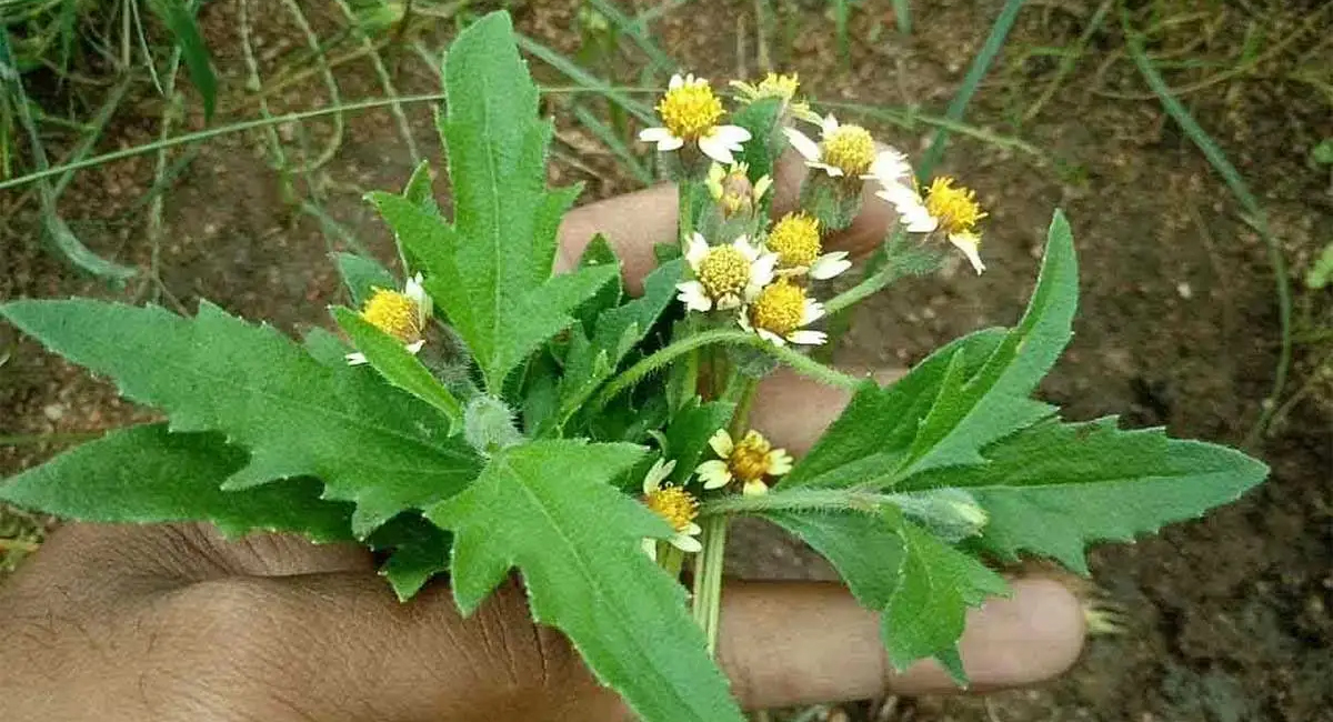 ప్రమాదకరమైన వ్యాధులకు చెక్ పెట్టే ఈ మొక్క గురించి మీకు తెలుసా?