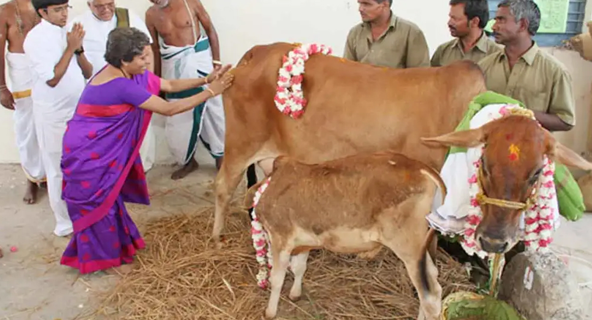 గోదానం చేయటం వల్ల కలిగే గొప్ప ఫలితాలు ఏమిటో తెలుసా?