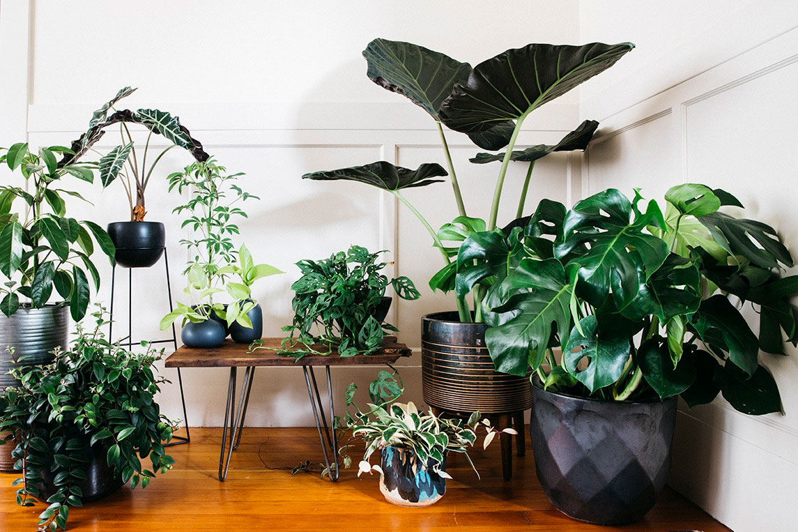 houseplants-tom-story