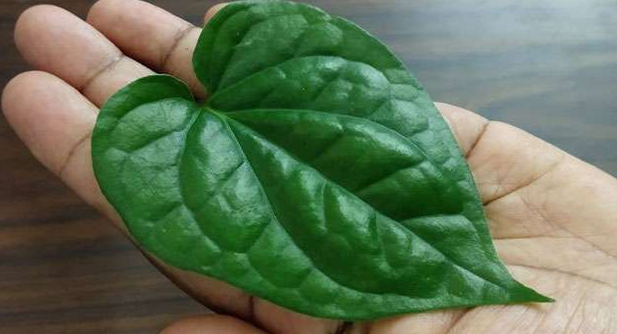 భోజనం తిన్న వెంటనే తమలపాకు తాంబూలాన్ని తినడానికి అసలు కారణాలేంటో తెలుసా?