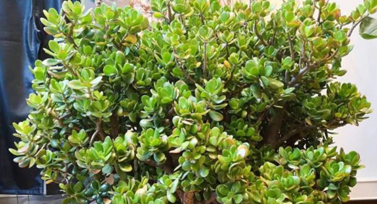 మోహిని మొక్కను ఇంట్లో పెంచుకోవడం వల్ల ఎలాంటి పరిణామాలు తలెత్తుతాయో తెలుసా?