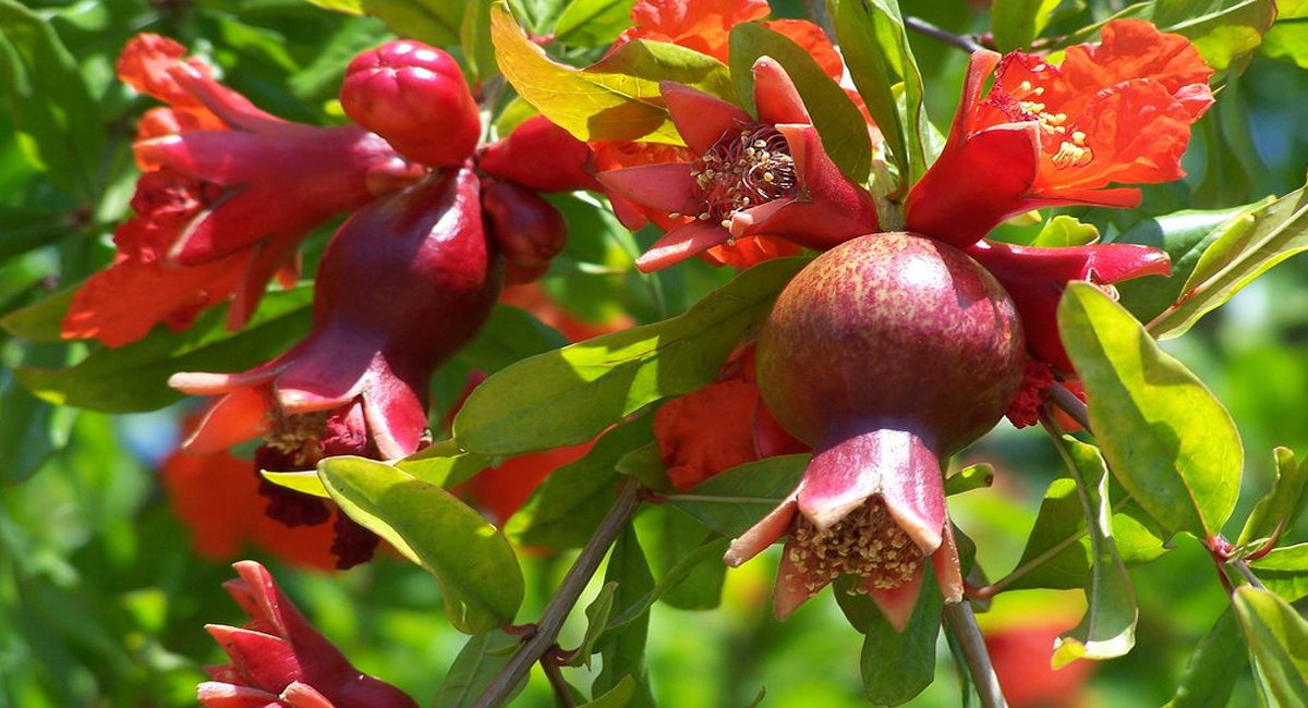 ఈ పూల కషాయాన్ని సేవిస్తే ఆశ్చర్యపరిచే అద్భుత ఆరోగ్య ప్రయోజనాలు మీ సొంతం!