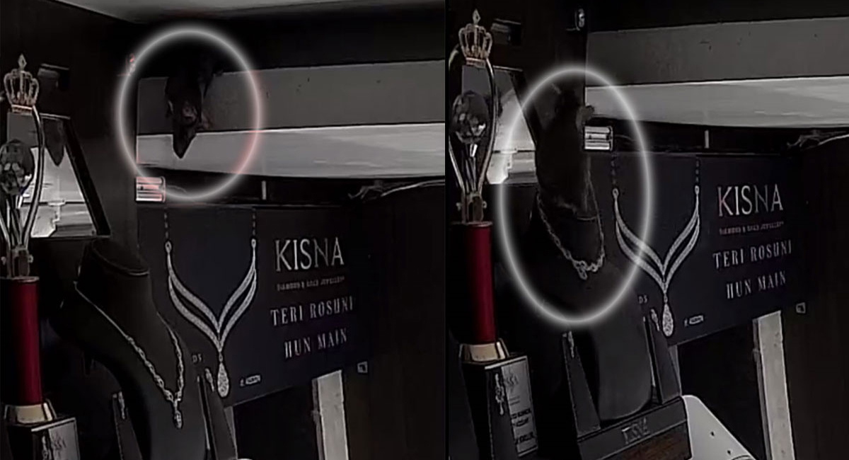 ఓరి దేవుడా… డైమండ్ నెక్లెస్ దొంగలించిన ఎలుక.. వైరల్ అవుతున్న వీడియో!