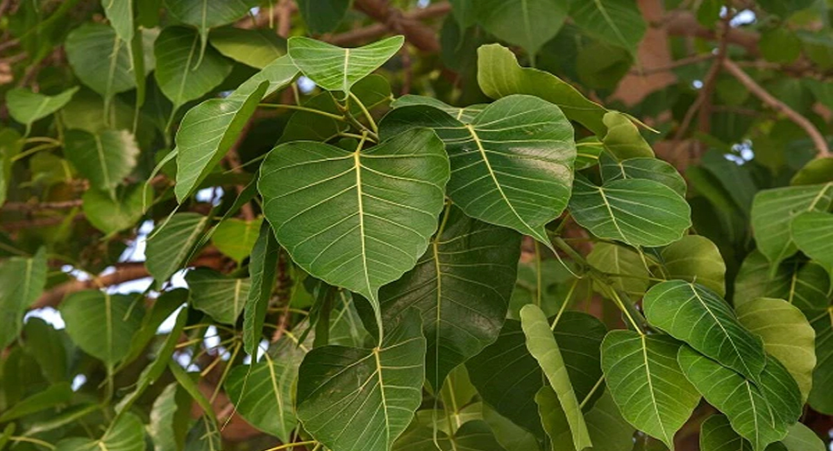 దోషాలు తొలిగిపోయి ధనవంతులు అవ్వాలంటే రావి ఆకులతో ఇలా పూజ చేస్తే చాలు..?