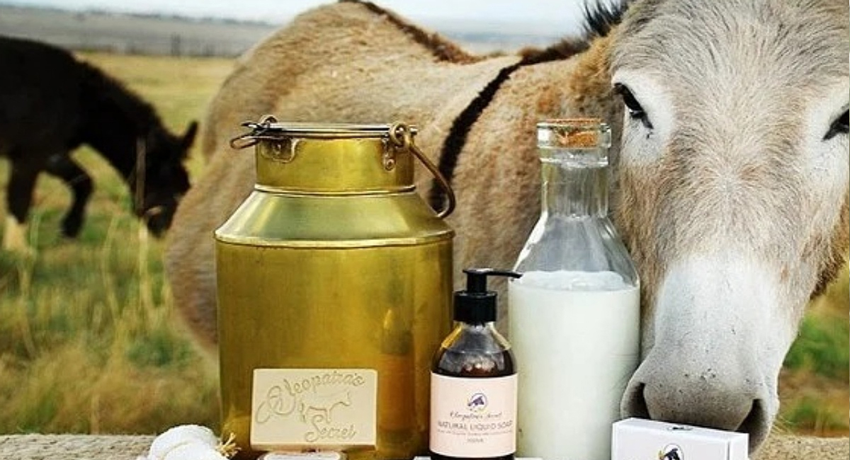 గాడిద పాలల్లో ఉండే అద్భుత ఆరోగ్య ప్రయోజనాలు తెలిస్తే ఆశ్చర్య పోవాల్సిందే..!