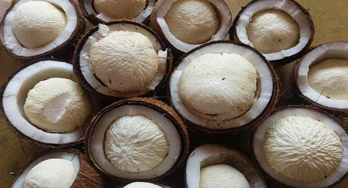 కొబ్బరి పువ్వు తినడానికి ఆసక్తి చూపుతున్నారా… ఇది తప్పకుండా తెలుసుకోవాల్సిందే!