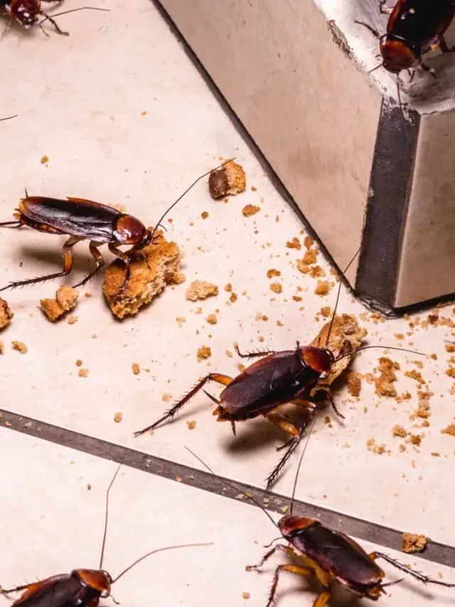 ఇంట్లో బొద్దింకల సమస్యతో ఇబ్బంది పడుతున్నారా…. ఈ సింపుల్ చిట్కాలతో బొద్దింకలకు చెక్ పెట్టండి!