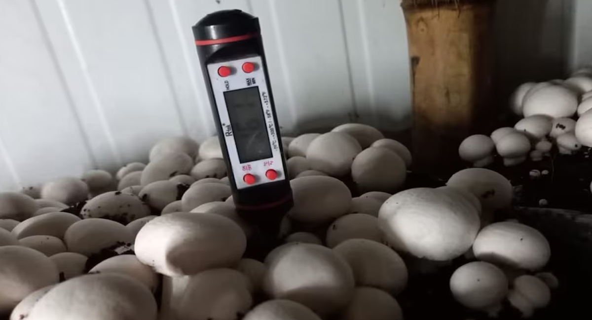 పుట్టగొడుగుల బిజినెస్ తో సులువుగా లక్షల్లో సంపాదించే ఛాన్స్.. ఎలా అంటే