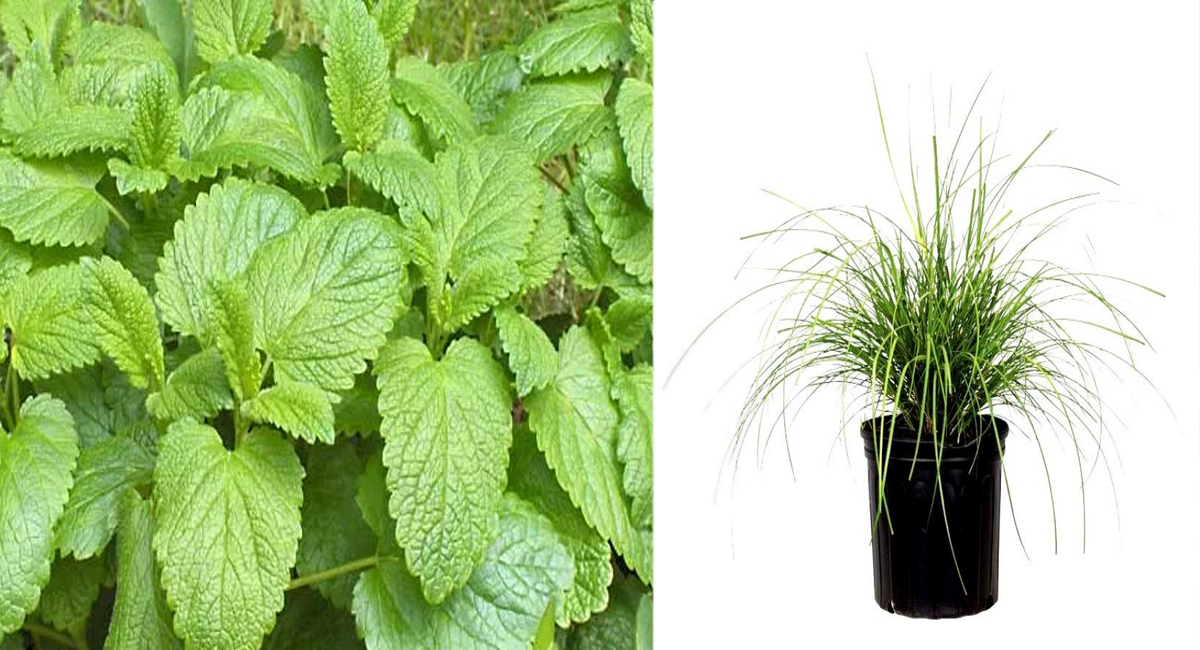 మీ ఇంట్లో ఈ మొక్కలు ఉంటే ఆందోళన, నిద్రలేమి సమస్యకు పరిష్కారం లభించినట్లే!