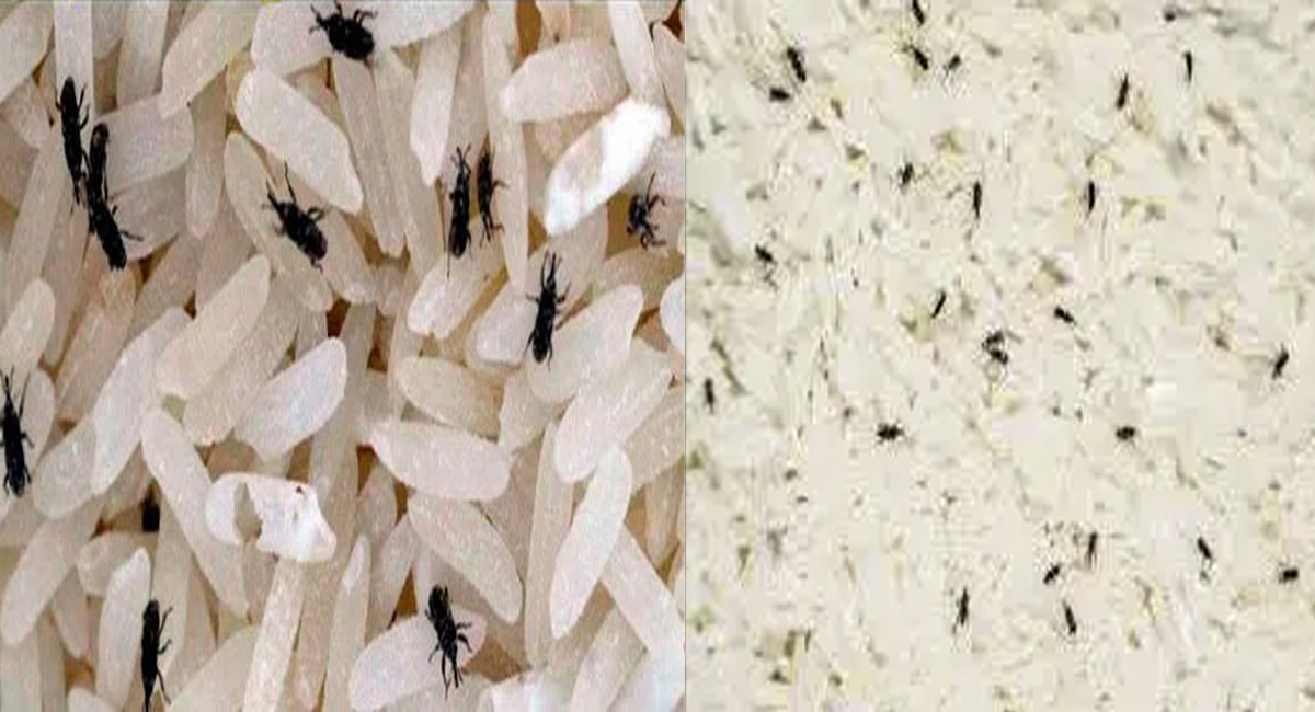 బియ్యంలో పురుగులు పట్టకుండా చాలా ఫ్రెష్ గా ఉండాలంటే ఈ పద్ధతులు పాటించాల్సిందే!