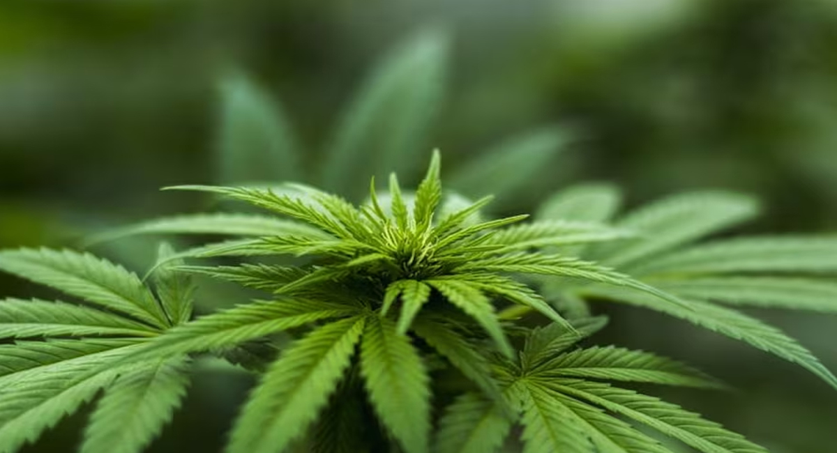 ఈ పంట సాగుతో నెలకు రూ.లక్ష సంపాదించే ఛాన్స్.. ఎలా అంటే?