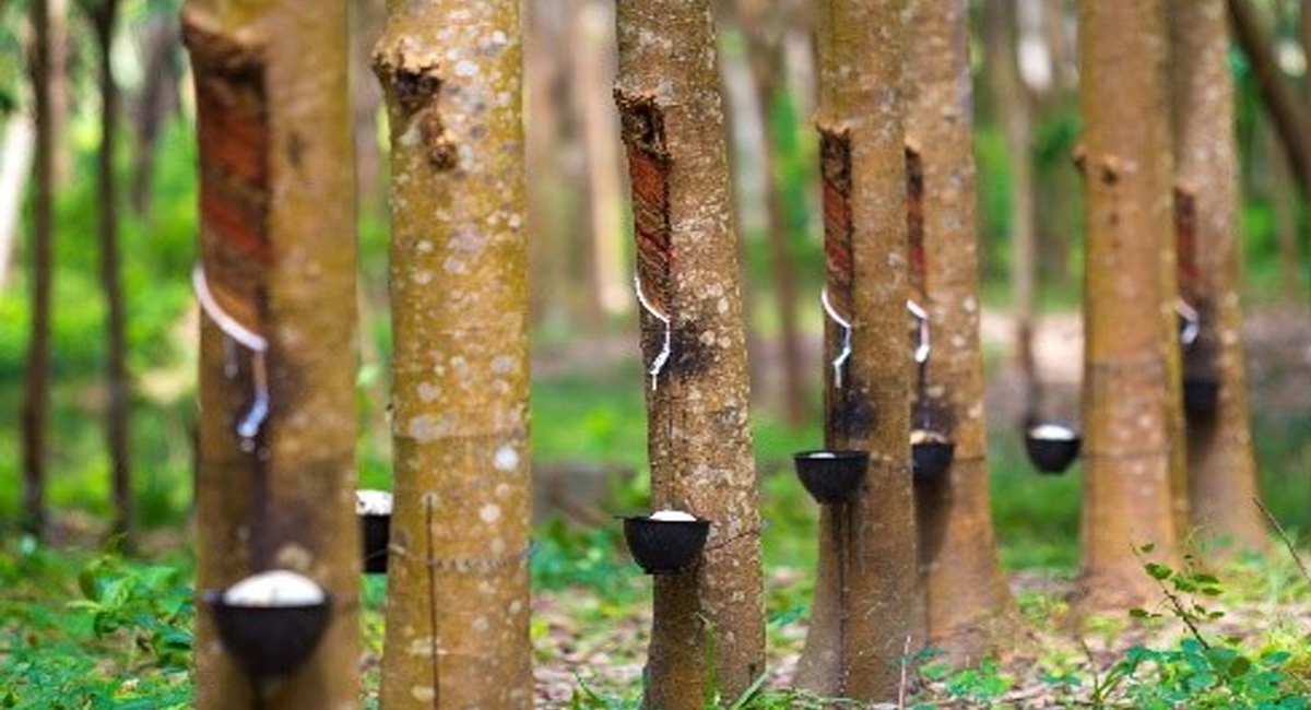 రబ్బరు సాగుతో సులువుగా లక్షల్లో సంపాదించే అవకాశం.. పెట్టుబడి ఎంతంటే?