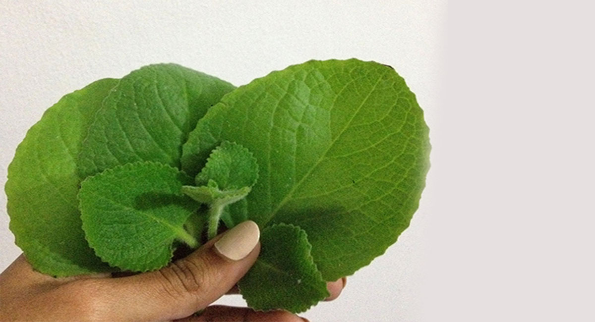 వాము గింజలు, వాము ఆకులతో ఇన్ని అరోగ్య ప్రయోజనాలా.. ఎలా పొందాలంటే?