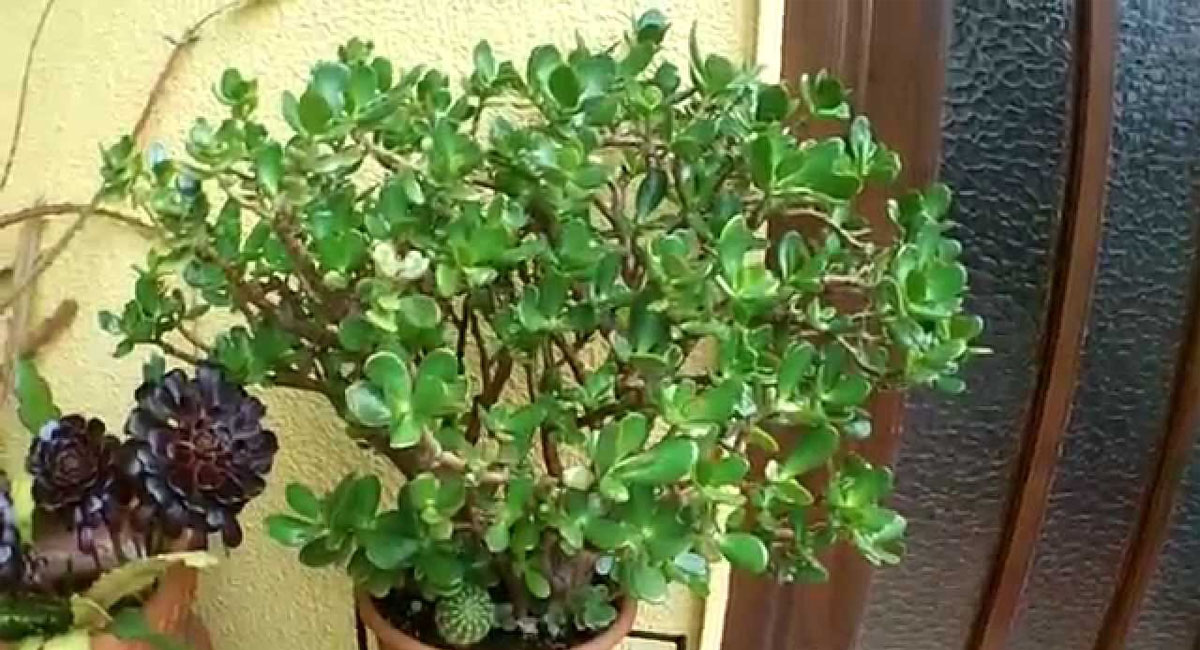 ఈ మొక్కను ఇంట్లో ఉంచితే దరిద్రం తొలగిపోతుందా.. ఆ సమస్యలు తీరతాయా?