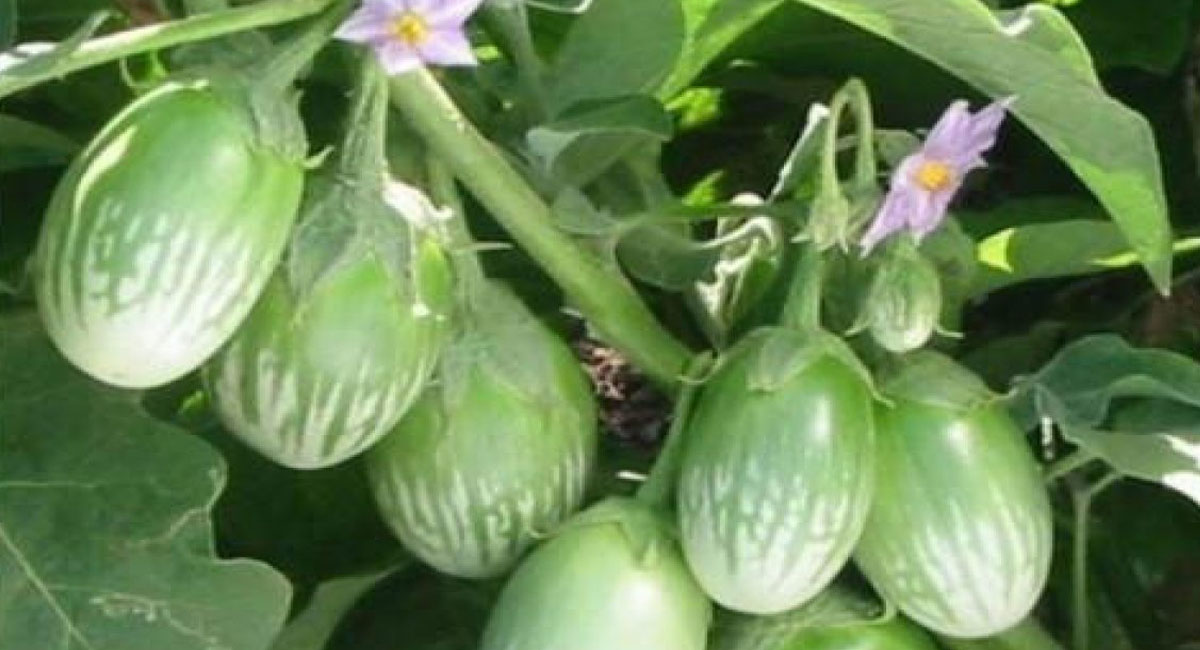 వంకాయలు తినడం వల్ల కలిగే ఈ ఆరోగ్య ప్రయోజనాలు తెలిస్తే షాకవ్వాల్సిందే!