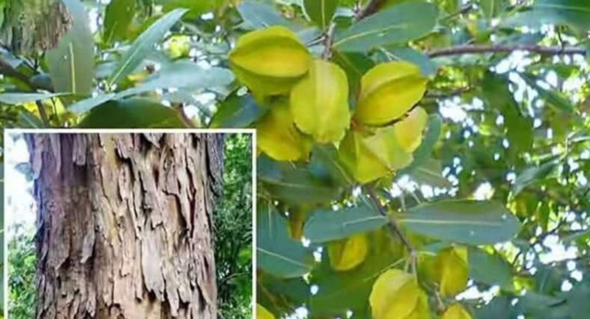 అర్జున చెట్టు అద్భుతమైన ప్రయోజనాలు మీకు తెలుసా.. ఆ వ్యాధులకు సులువుగా చెక్ పెట్టే ఛాన్స్!