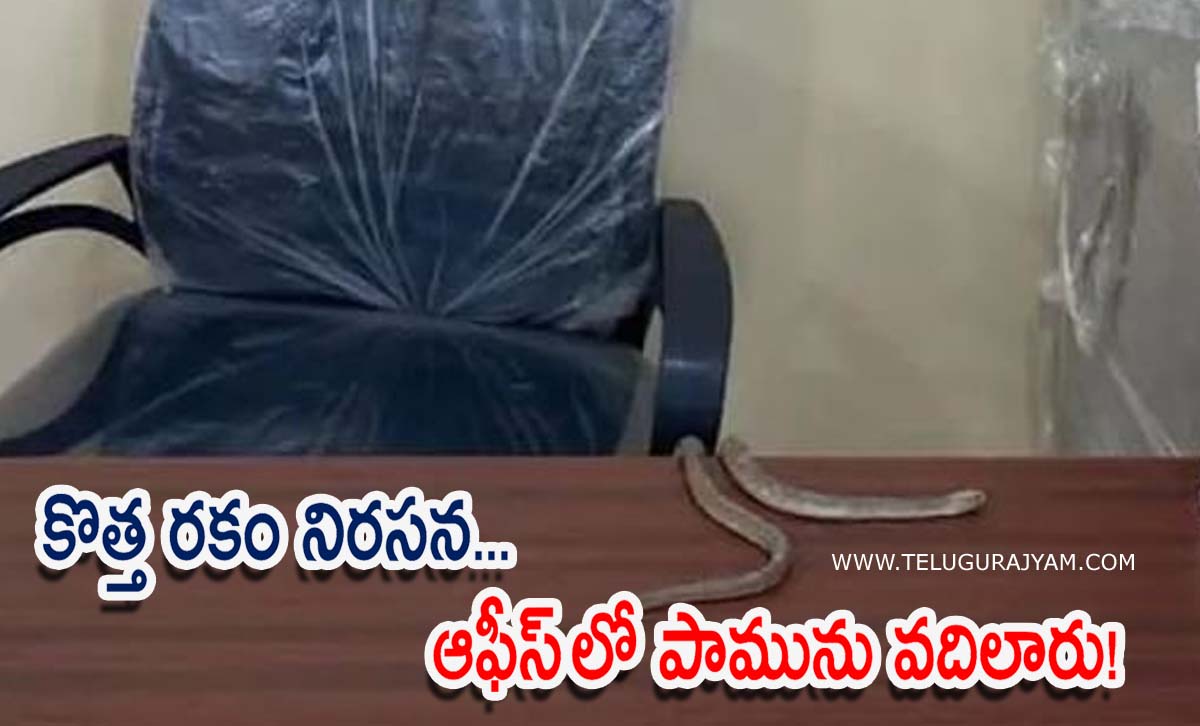 కొత్త రకం నిరసన… ఆఫీస్‌  లో పామును వదిలారు!