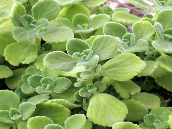 వాము ఆకుల వల్ల కలిగే అద్భుతమైన ఆరోగ్య ప్రయోజనాలివే.. మొటిమలు, జుట్టు సమస్యలకు చెక్!