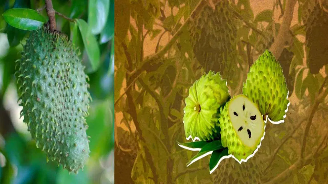 లక్ష్మణ ఫలం ఆరోగ్య ప్రయోజనాలు తెలిస్తే షాకవ్వాల్సిందే.. క్యాన్సర్, మధుమేహంలకు సులువుగా చెక్!