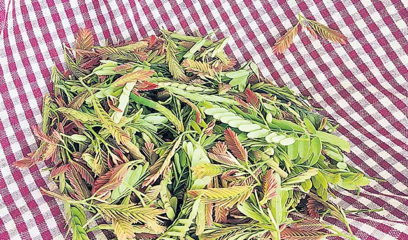 చింతచిగురు తీసుకోవడం వల్ల కలిగే అద్భుత ప్రయోజనాలివే.. ఆ సమస్యలు దూరమవుతాయా?