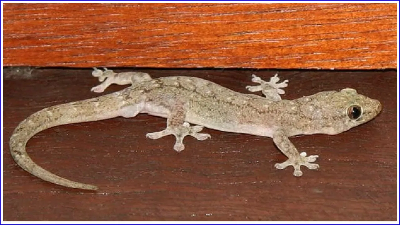 ఇంట్లో చనిపోయిన బల్లి కనిపిస్తే అరిష్టమా.. చనిపోయిన బల్లి కనిపిస్తే అలా చేయాలా?