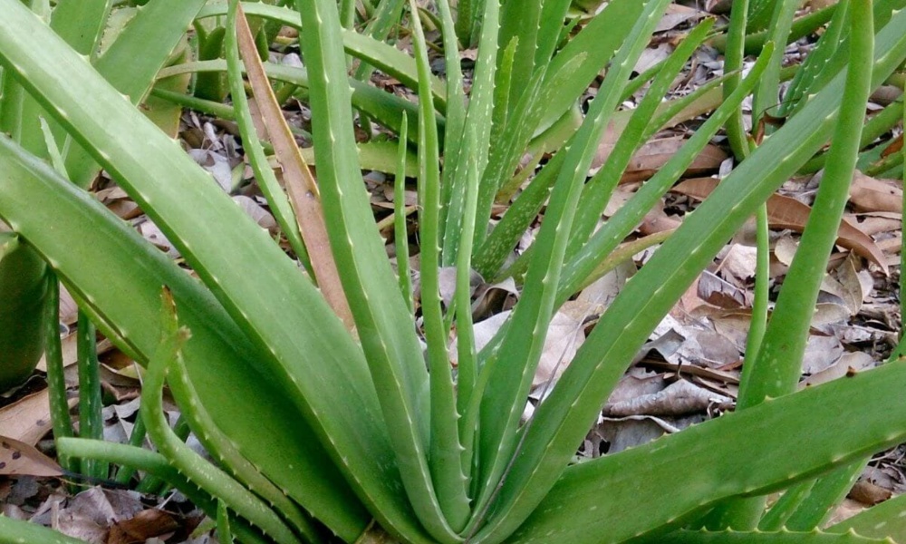 Alovera: ఈ మొక్కలతో భారీ సంపాదన.. తక్కువ పెట్టుబడి తో ఎక్కువ లాభం!