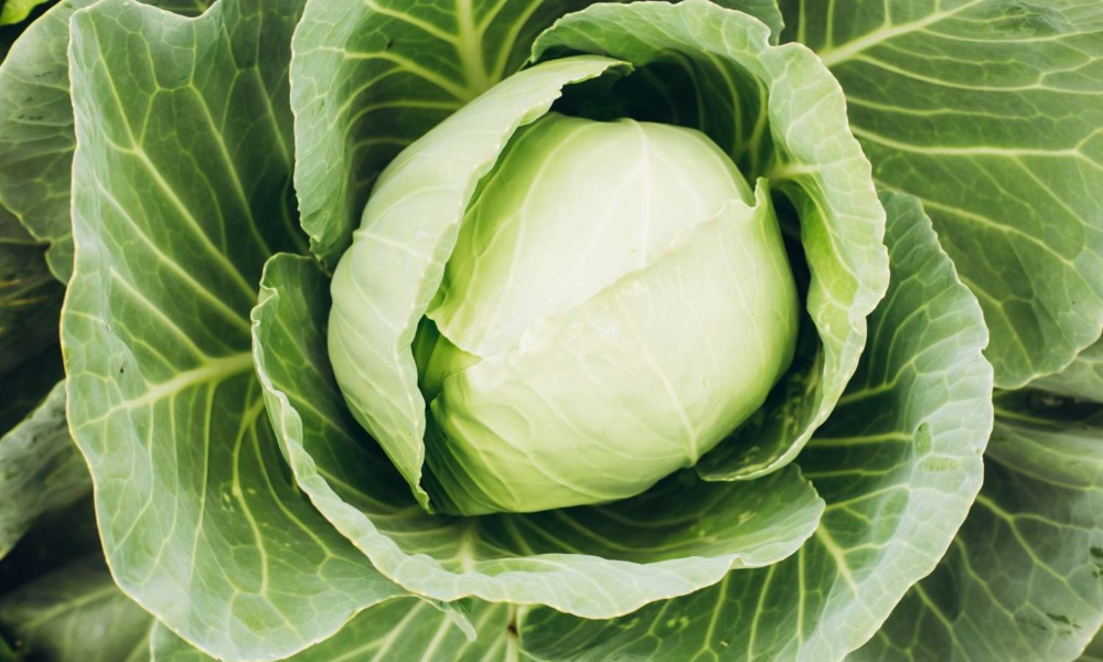 Cabbage: క్యాబేజీని తింటే షుగర్ కంట్రోల్ లో ఉంటుందా.. నిపుణులు ఏం చెబుతున్నారంటే?