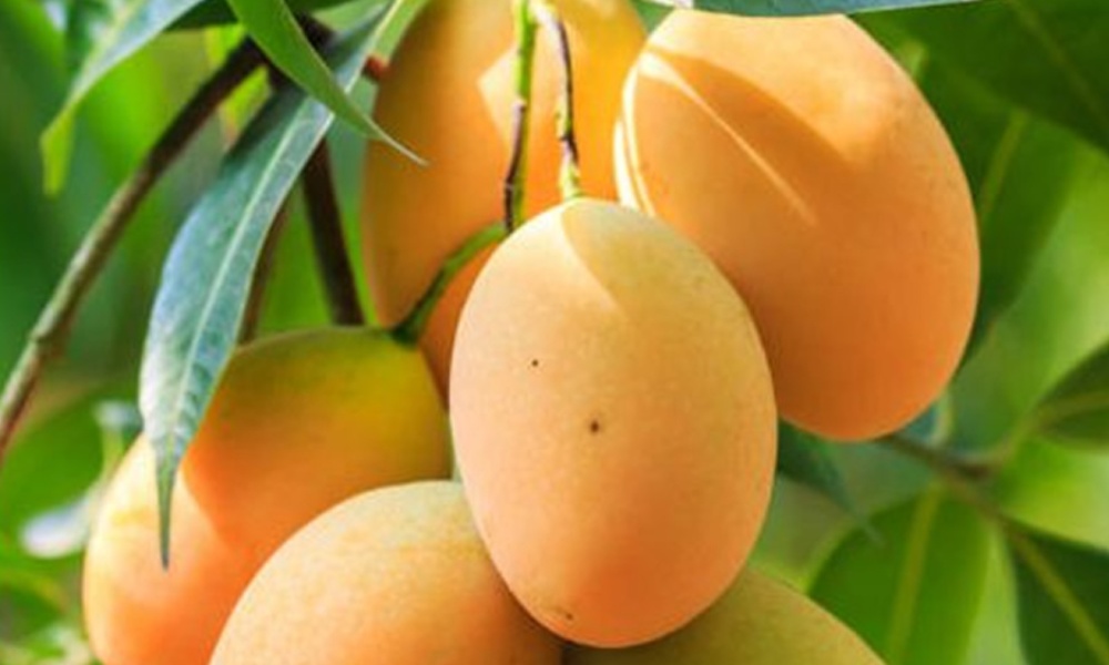 Mango Peel: మామిడిపండు తొక్క వల్ల కలిగే అద్భుతమైన ప్రయోజనాలు ఇవే?