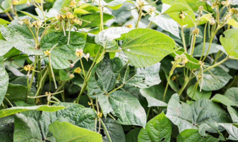 Moong Farming: ఈ పంట వేస్తే చాలు తక్కువ ఖర్చుతో ఎక్కువ లాభాలు?