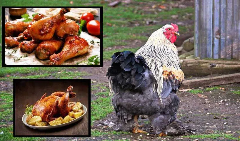 రోజూ మీరు చికెన్ తింటున్నారా.. చికెన్ తింటే ఆ ప్రమాదకరమైన సమస్యలు వస్తాయా?