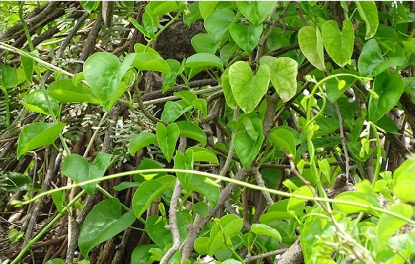 తిప్పతీగ వల్ల కలిగే ఆద్భుతమైన ఆరోగ్య ప్రయోజనాలివే.. ప్రమాదకర ఆరోగ్య సమస్యలకు చెక్!