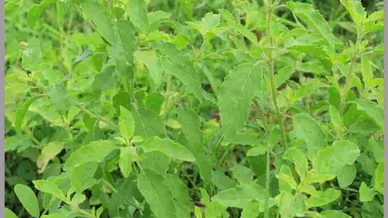 పరగడుపున తులసి ఆకులను తీసుకుంటే ఇన్ని లాభాలా.. ఆ సమస్యలకు చెక్!