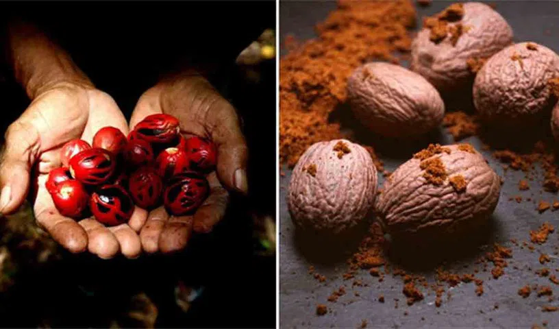 ఈ పొడిని రోజూ చిటికెడు వాడితే ఎన్నో లాభాలు.. పొడిని ఎలా వాడాలంటే?