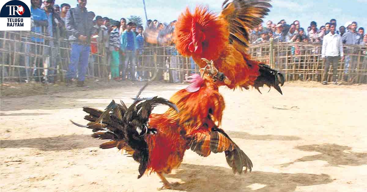 Cockfight: పందెంలో ఓడినా లక్షలకు చేరుకున్న కోడిపుంజు