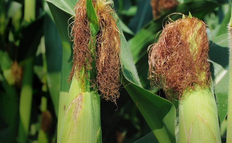 మొక్కజొన్న పీచు వల్ల ఇన్ని లాభాలున్నాయా… ఈ షాకింగ్ విషయాలు మీకు తెలుసా?