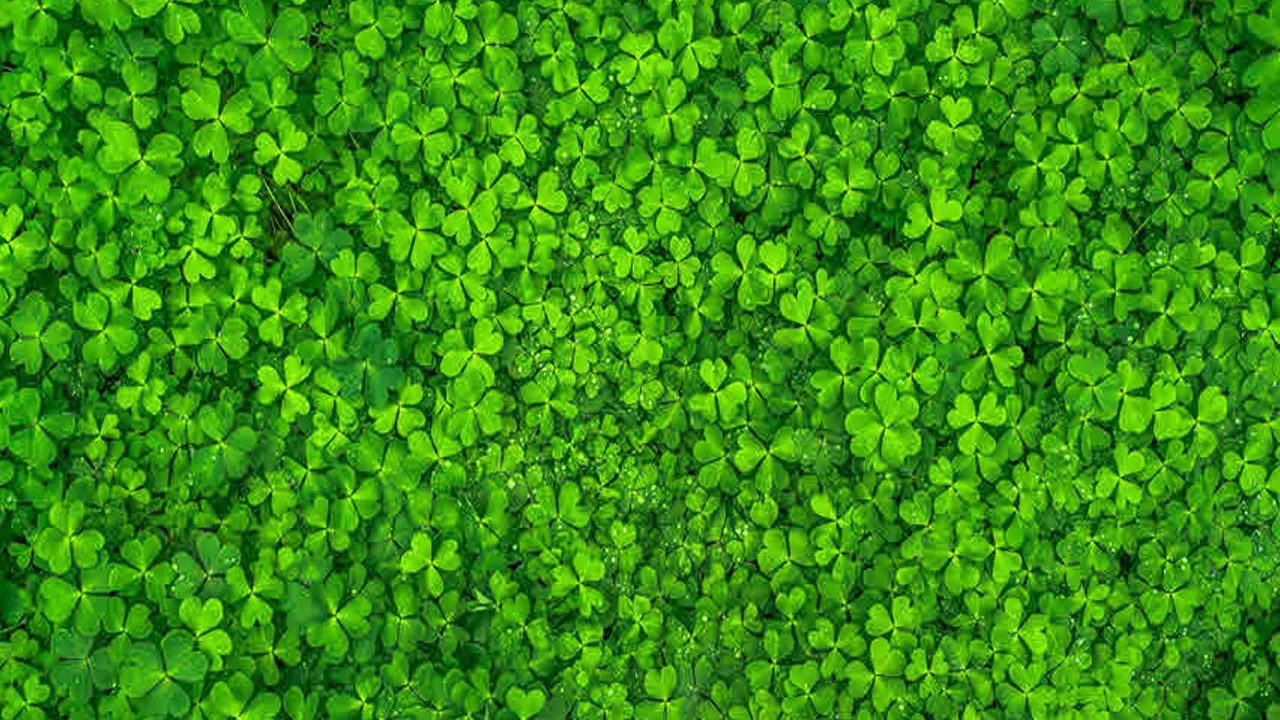 పులి చింత ఆకుల గురించి మీకు తెలుసా.. ఇవి తీసుకుంటే కళ్లు చెదిరే ఆరోగ్య ప్రయోజనాలు!