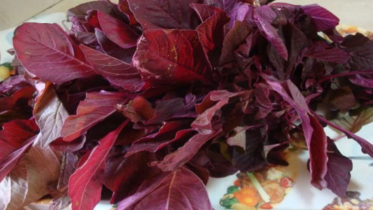 ఎర్ర తోటకూర తినడం వల్ల కలిగే అద్భుతమైన లాభాలివే.. ఈ విషయాలు మీకు తెలుసా?